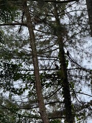 Monkey sit on a branch of a pine tree from afar. Texture of trees