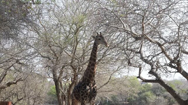 Giraffe im Busch vom Kr&uuml;ger National Park - Kruger Nationalpark S&uuml;dafrika