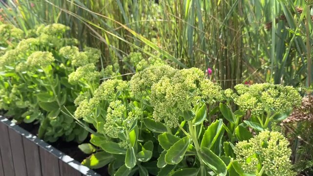 Hylotelephium telephium on flowerbed on street. Inflorescences closeup