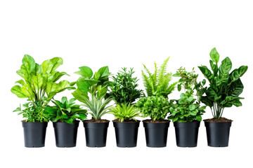 Collection of seven potted green houseplants in black pots isolated on transparent background