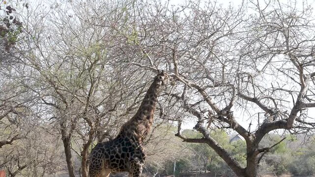 Giraffe im Busch vom Kr&uuml;ger National Park - Kruger Nationalpark S&uuml;dafrika