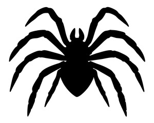 Black spider silhouette with eight legs on white background