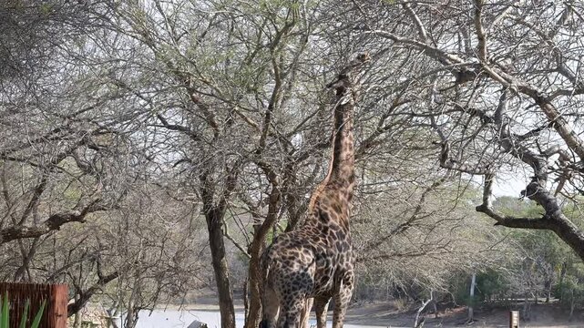 Giraffe im Busch vom Kr&uuml;ger National Park - Kruger Nationalpark S&uuml;dafrika
