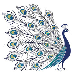 Obraz premium Elegant peacock with colorful tail feathers spread detailed illustration isolated on white background decorative bird design