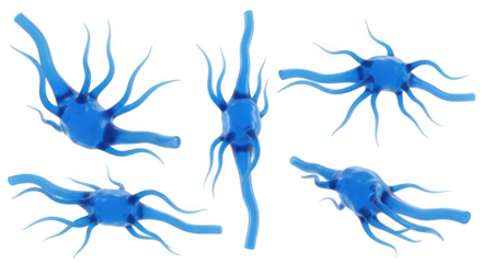 3D rendered blue neurons against a white background showcasing the complexity of brain cells for medical scientific and educational use