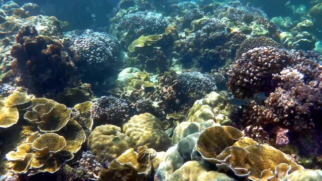 Beautiful coral reefs scene in Koh lipe or Lipe islands in Satun Province, Thailand