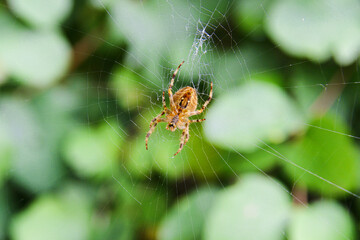 Close-up of a spider hanging in the center of its web, with a green leafy background and delicate...