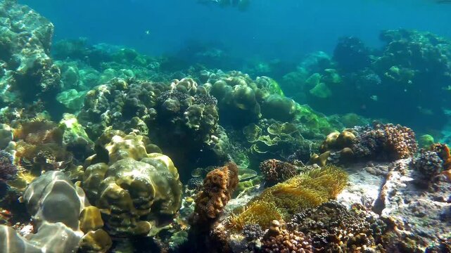 Beautiful coral reefs scene in Koh lipe or Lipe islands in Satun Province, Thailand