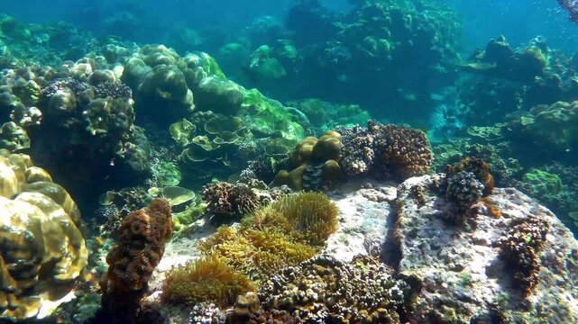 Beautiful coral reefs scene in Koh lipe or Lipe islands in Satun Province, Thailand