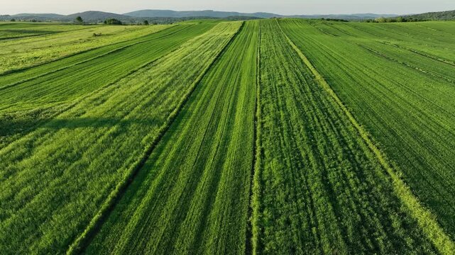 Green meadows and hills near medieval Dreznik Grad. Drone view of wide green fields and rural paths near Dreznik city. Vibrant landscape, spring growth, sense of peace typical for Croatian villages.