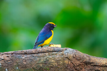 Orange-bellied Euphonia Euphonia xanthogaster It is perched on a textured tree branch against a soft, out-of-focus green background. Ecuador