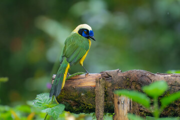 Obraz premium Green Jay, Cyanocorax yncas, Stunning and unmistakable: green and yellow plumage with bold black-and-blue head pattern. Ecuador