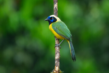 Green Jay, Cyanocorax yncas, Stunning and unmistakable: green and yellow plumage with bold...