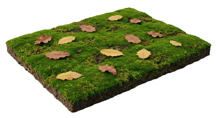 Rectangular patch of moss with fallen leaves.