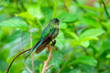 Long-tailed Sylph with extremely long tail. Male is mostly emerald green with blue-green throat and long forked tail. Female is much different, with shorter tail and white mustache stripe