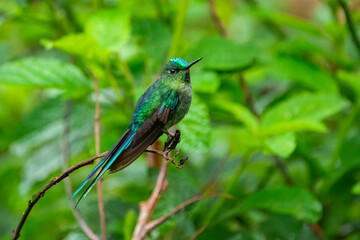 Long-tailed Sylph with extremely long tail. Male is mostly emerald green with blue-green throat and long forked tail. Female is much different, with shorter tail and white mustache stripe