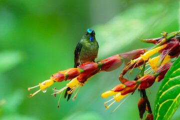 Long-tailed Sylph with extremely long tail. Male is mostly emerald green with blue-green throat and long forked tail. Female is much different, with shorter tail and white mustache stripe