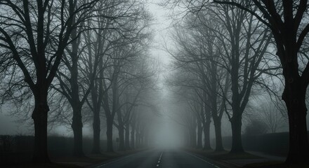 Fototapeta premium Foggy Alley of Bare Trees