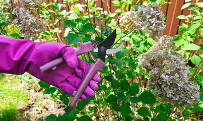 Women's hands in gloves cut dried hydrangea flowers with pruning shears. Seasonal spring work in the garden, at the dacha. Concept of caring for garden plants