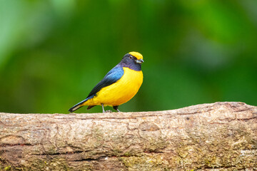 Orange-bellied Euphonia Euphonia xanthogaster It is perched on a textured tree branch against a soft, out-of-focus green background. Ecuador