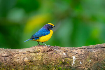 Orange-bellied Euphonia Euphonia xanthogaster It is perched on a textured tree branch against a soft, out-of-focus green background. Ecuador