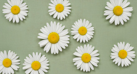 Obraz premium White daisies with yellow centers on green background 1