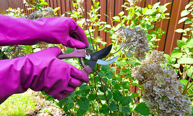 Women's hands in gloves cut dried hydrangea flowers with pruning shears. Seasonal spring work in the garden, at the dacha. Concept of caring for garden plants