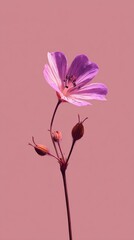 Soft wild geranium flower on flat heather pink tone background, template for social media banner, digital marketing, web, mobile wallpaper, greetings card