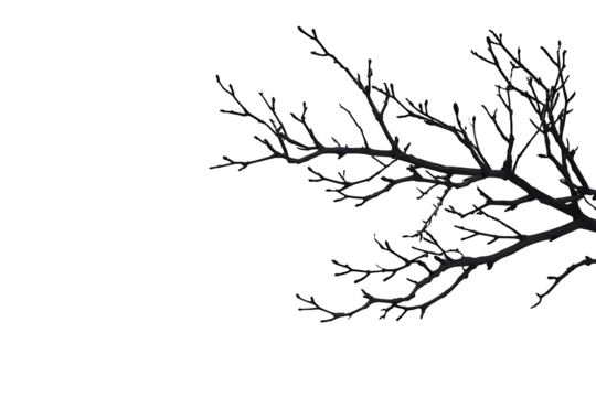 Hand drawn stencil of a thin tree branch on white background ideal for nature and design projects generative ai
