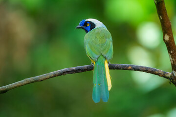 Green Jay, Cyanocorax yncas, Stunning and unmistakable: green and yellow plumage with bold...
