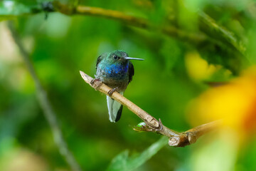 Sparkling Violetear, Colibri coruscans. Large aggressive hummingbird that usually dominates feeders or flower patches. Sparkling green overall with purplish-blue patches on cheeks and belly.