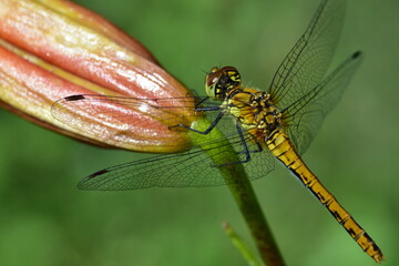 Dragonfly perched on green flower bud in summer garden. Detailed macro with colorful bokeh background emphasizing insect anatomy and natural textures.