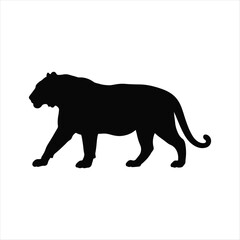 Silhouette of a powerful tiger walking with its head held high