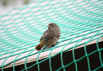 Junger Hausrotschwanz auf einem Ladungssicherungsnetz welches über ein Pavillondach gespannt ist.