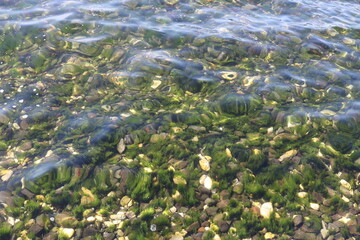 Algae in the ocean