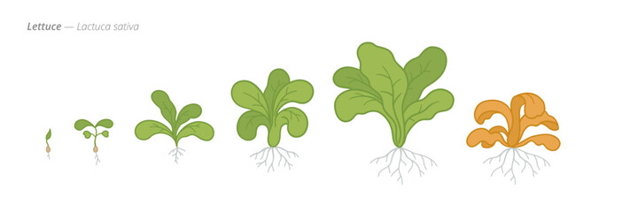 Lettuce growth stages from seeds to harvest