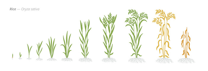 Growth stages of rice plants from seed to harvest