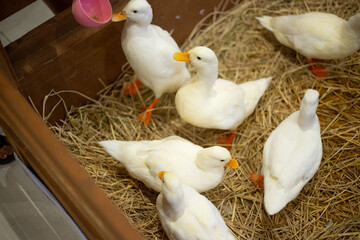 White fluffy Pekin ducks pets gathered in a wooden pen lined farm with straw . A showcased at an event fair exhibition viewing display