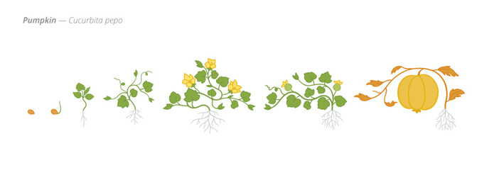 Growth stages of pumpkin from seed to harvest