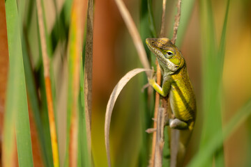 An anole lizard perched on at plant stem