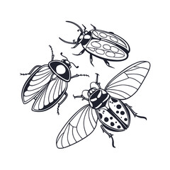 Symmetrical insect wing line art collection for graphic design projects