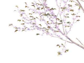 Fototapeta premium pink cherry blossom