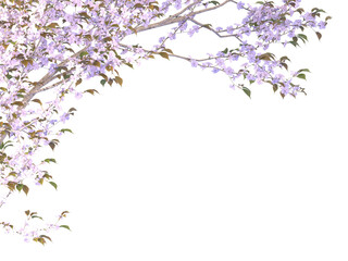 Fototapeta premium cherry blossom border