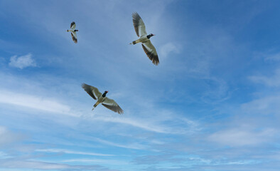 Flying birds in the sunset sky blue.