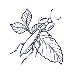 Detailed line art of a leaf insect perfectly camouflaged to resemble a real leaf