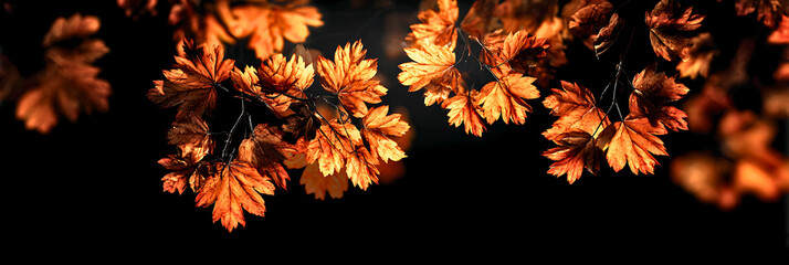 Close up of vibrant orange oak leaves illuminated by warm light against a dark background during autumn