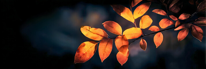 Close up of vibrant orange autumn leaves illuminated by warm light against a dark moody background