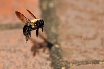 A honey bee flying with a shadow