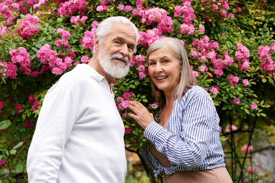 Lovely senior couple near bush of pink roses outdoors