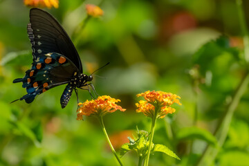 A pipevine butterfly feeding a flower